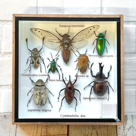 Insect Display Box Frame Display Case Bug Insect #10