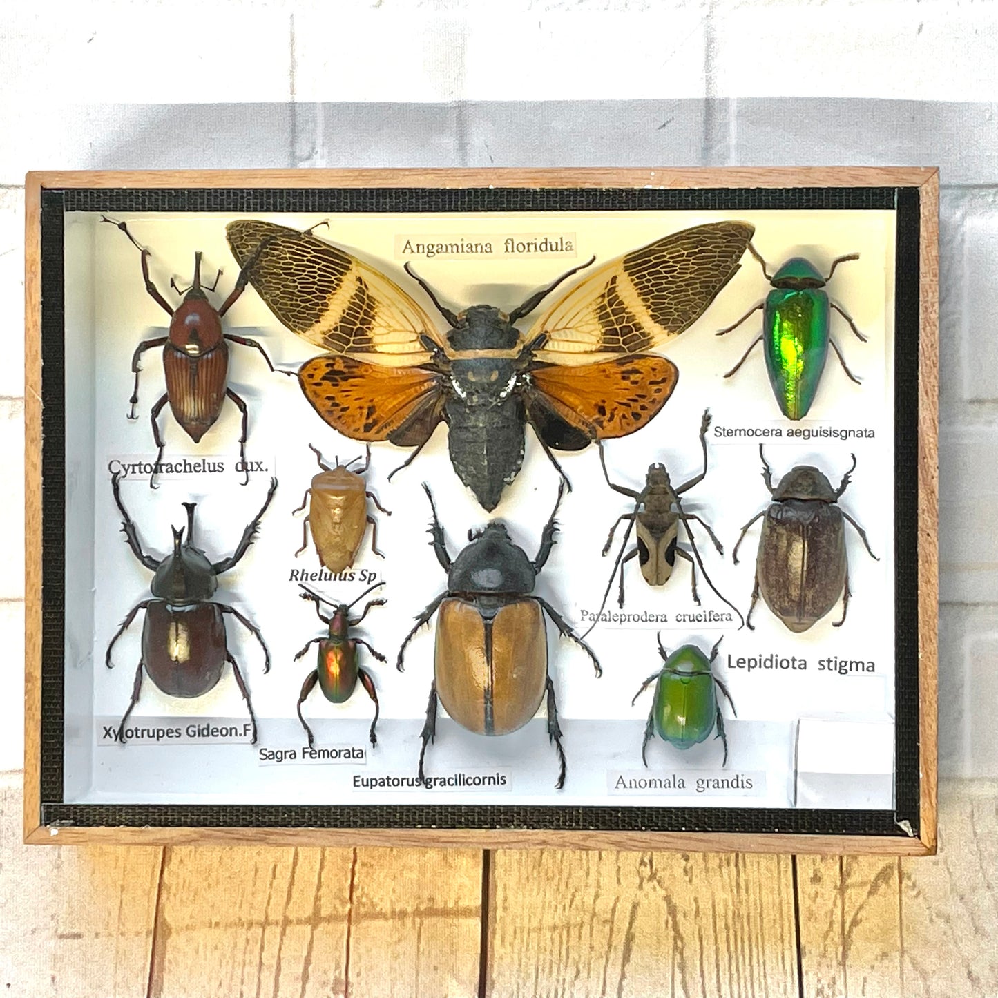 Insect Display Box Frame Display Case Bug Insect #10