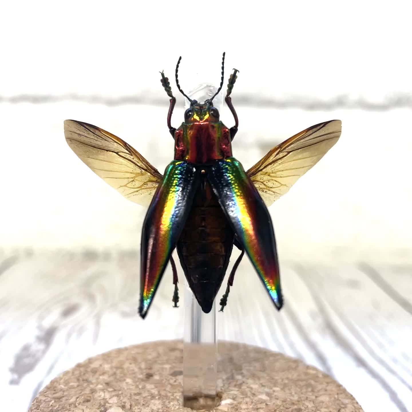 Rainbow Jewel Beetle (Cyphogastra javanica) in Glass Bell Cloche Dome Display Jar Insect