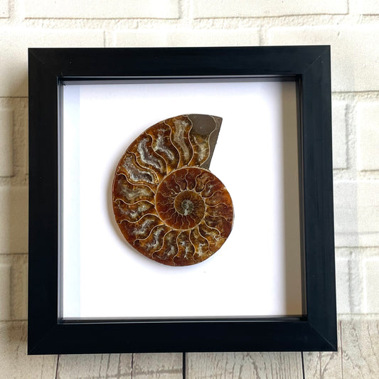 Cleoniceras Ammonite Fossil in Shadow Box Display Frame Insect Natural History