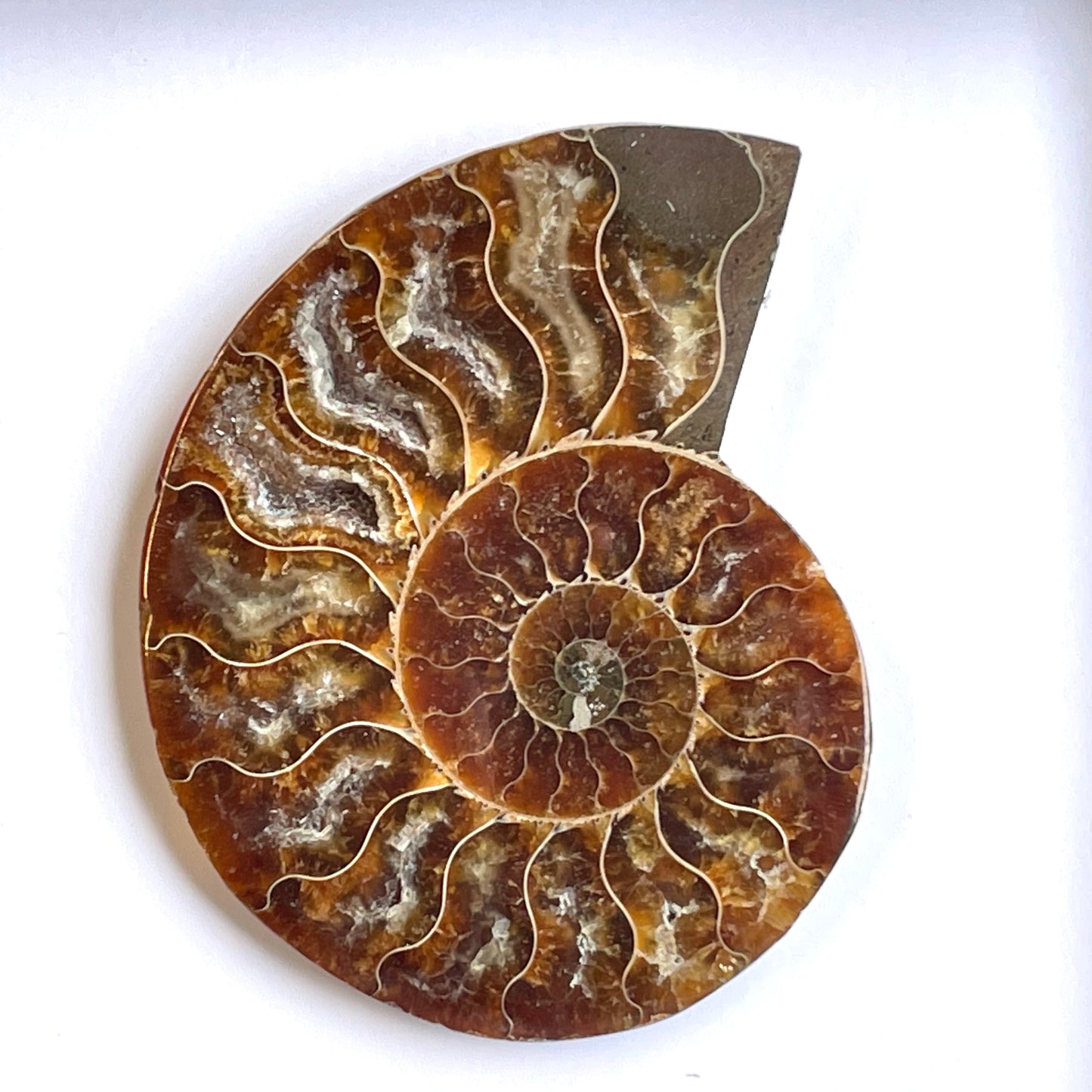 Cleoniceras Ammonite Fossil in Shadow Box Display Frame Insect Natural History