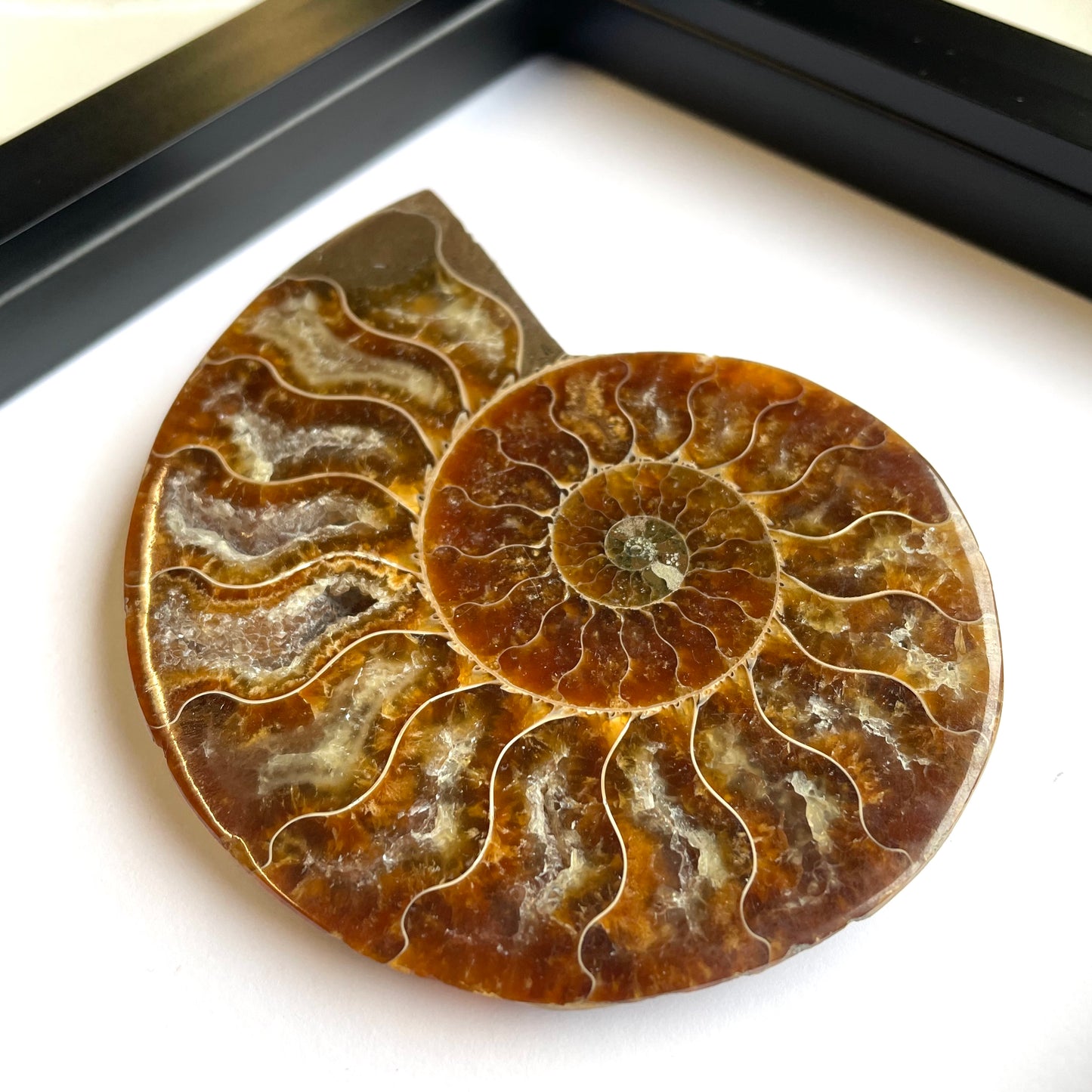 Cleoniceras Ammonite Fossil in Shadow Box Display Frame Insect Natural History