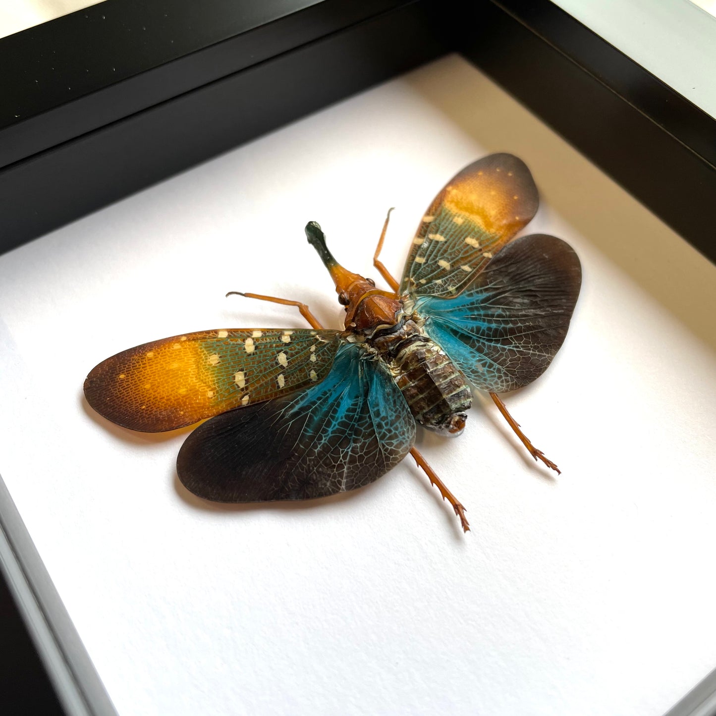 Colourful Lanternfly (Pyrops gunjii) Cicada Shadow Box Frame Display Insect