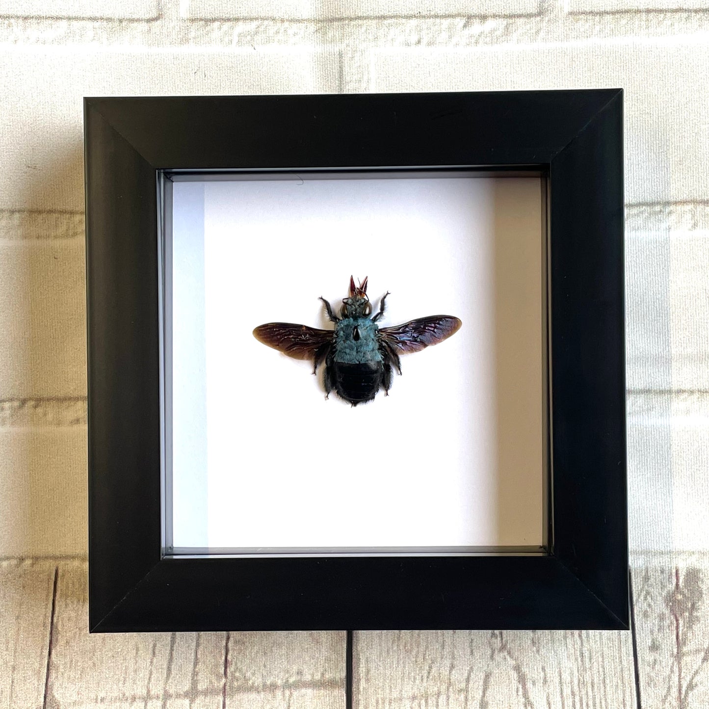 Blue Carpenter Bee (Xylocopa caerulea) Deep Shadow Box Frame Display Insect Bug