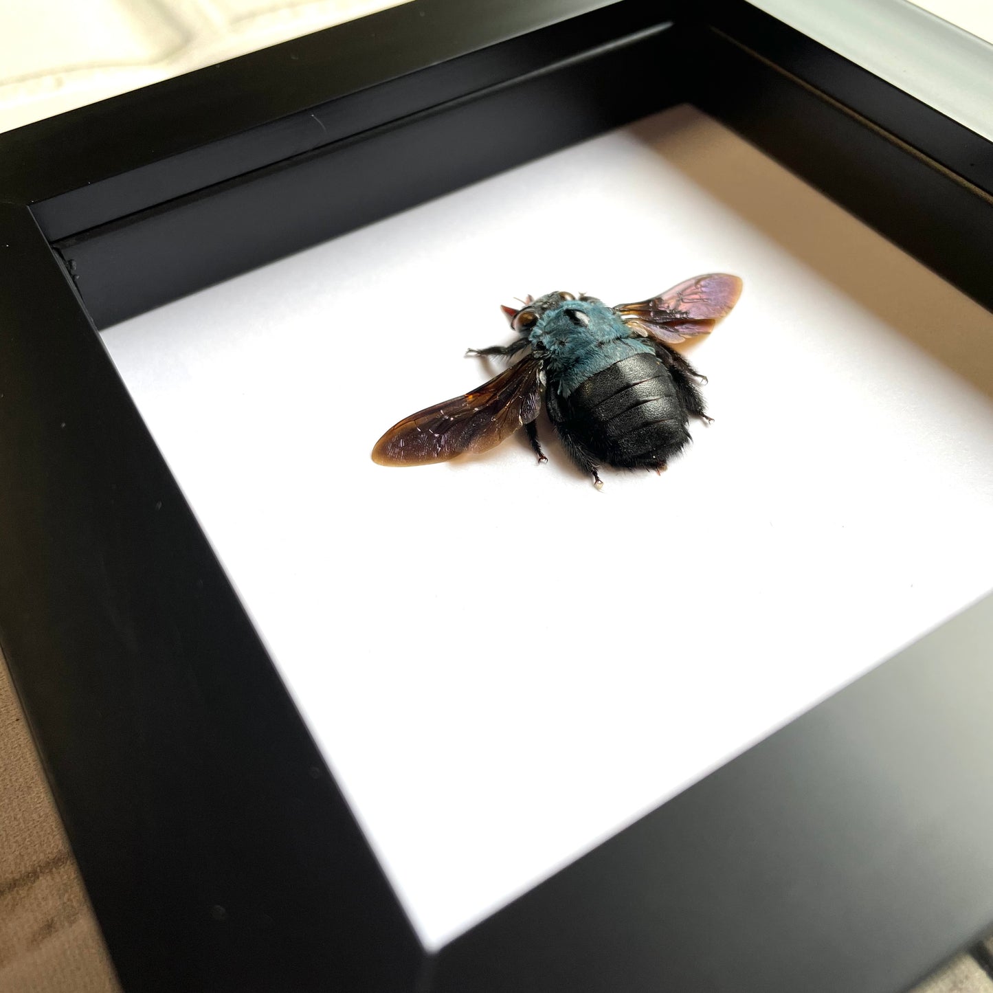 Blue Carpenter Bee (Xylocopa caerulea) Deep Shadow Box Frame Display Insect Bug