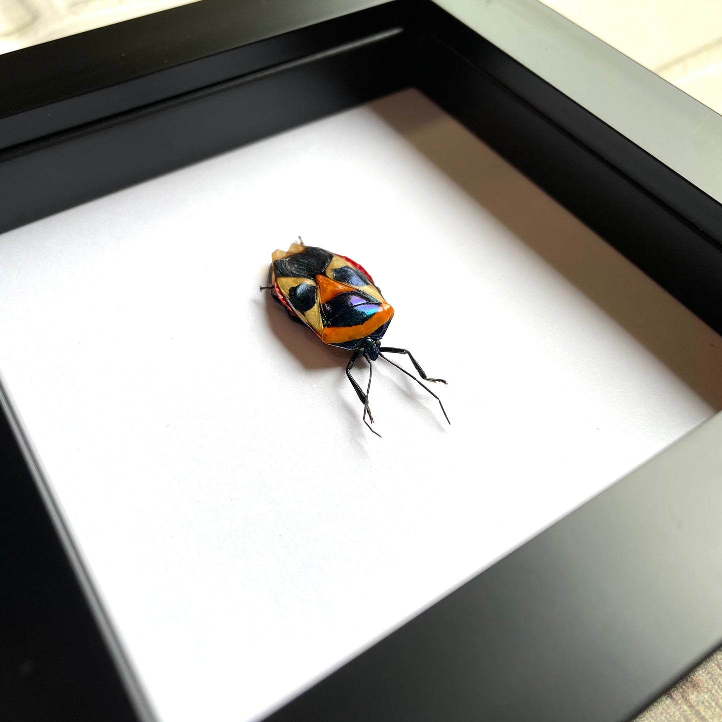 Man Face Stink Bug (Eucorysses nigripes) Deep Shadow Box Frame Display Beetle Insect Bug