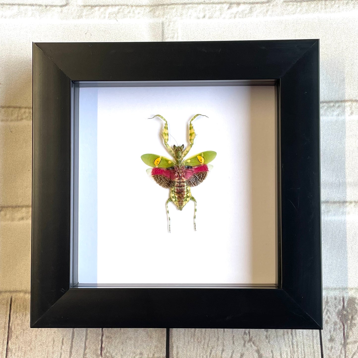 Jewelled Flower Mantis (Creobroter gemmatus) Female Deep Shadow Box Frame Display Beetle Insect Bug