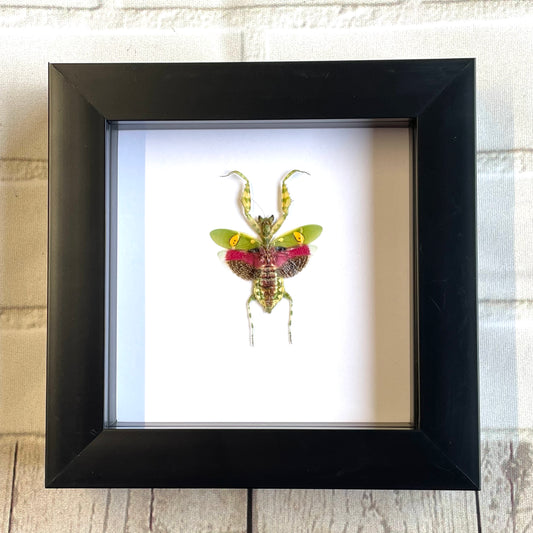 Jewelled Flower Mantis (Creobroter gemmatus) Female Deep Shadow Box Frame Display Beetle Insect Bug