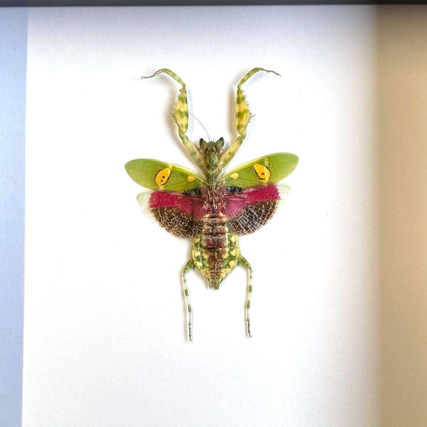 Jewelled Flower Mantis (Creobroter gemmatus) Female Deep Shadow Box Frame Display Beetle Insect Bug