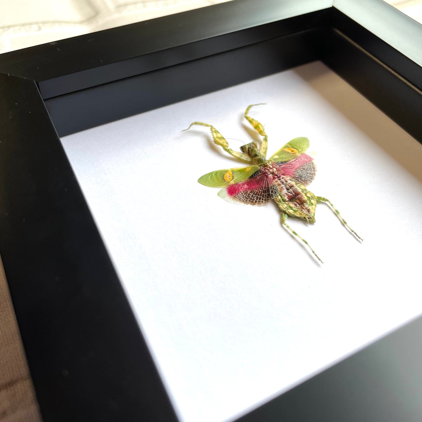 Jewelled Flower Mantis (Creobroter gemmatus) Female Deep Shadow Box Frame Display Beetle Insect Bug