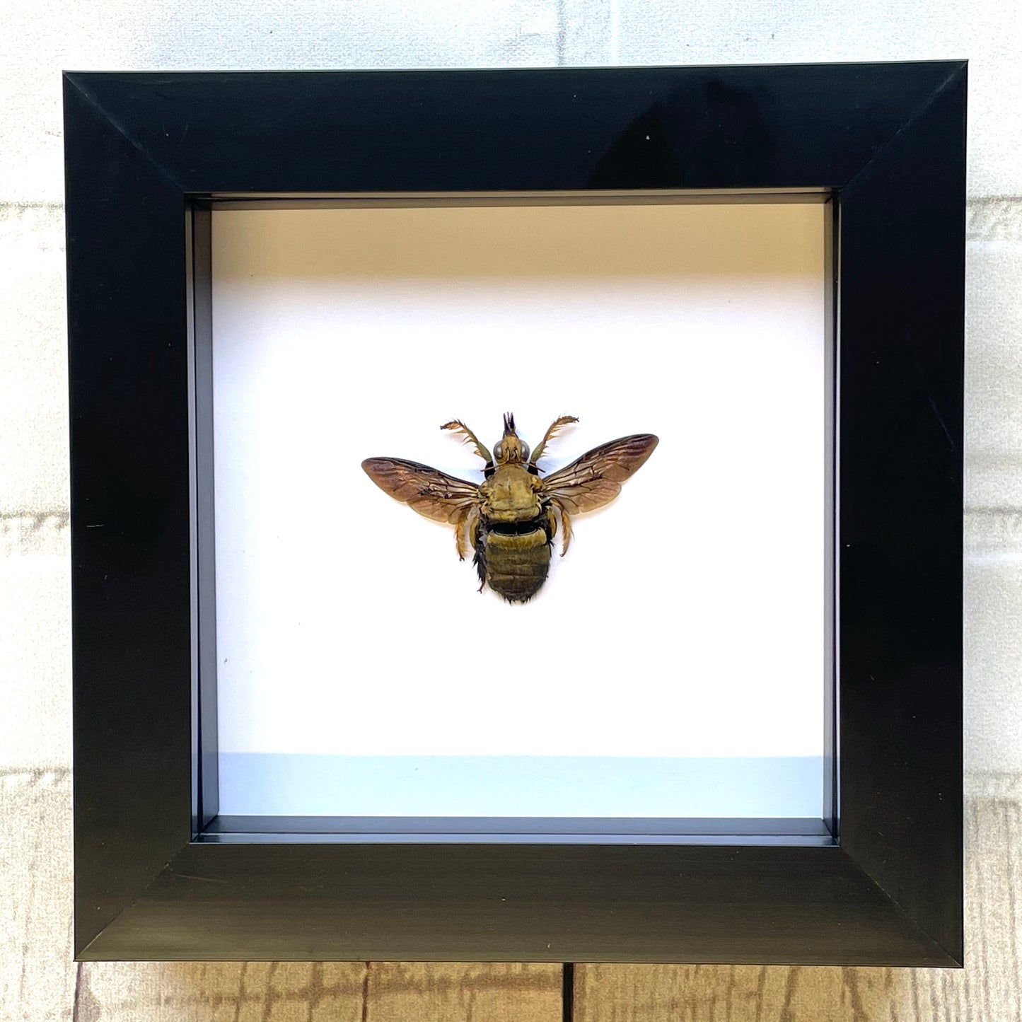 Golden Carpenter Bee (Xylocopa confusa) Deep Shadow Box Frame Display Insect Bug