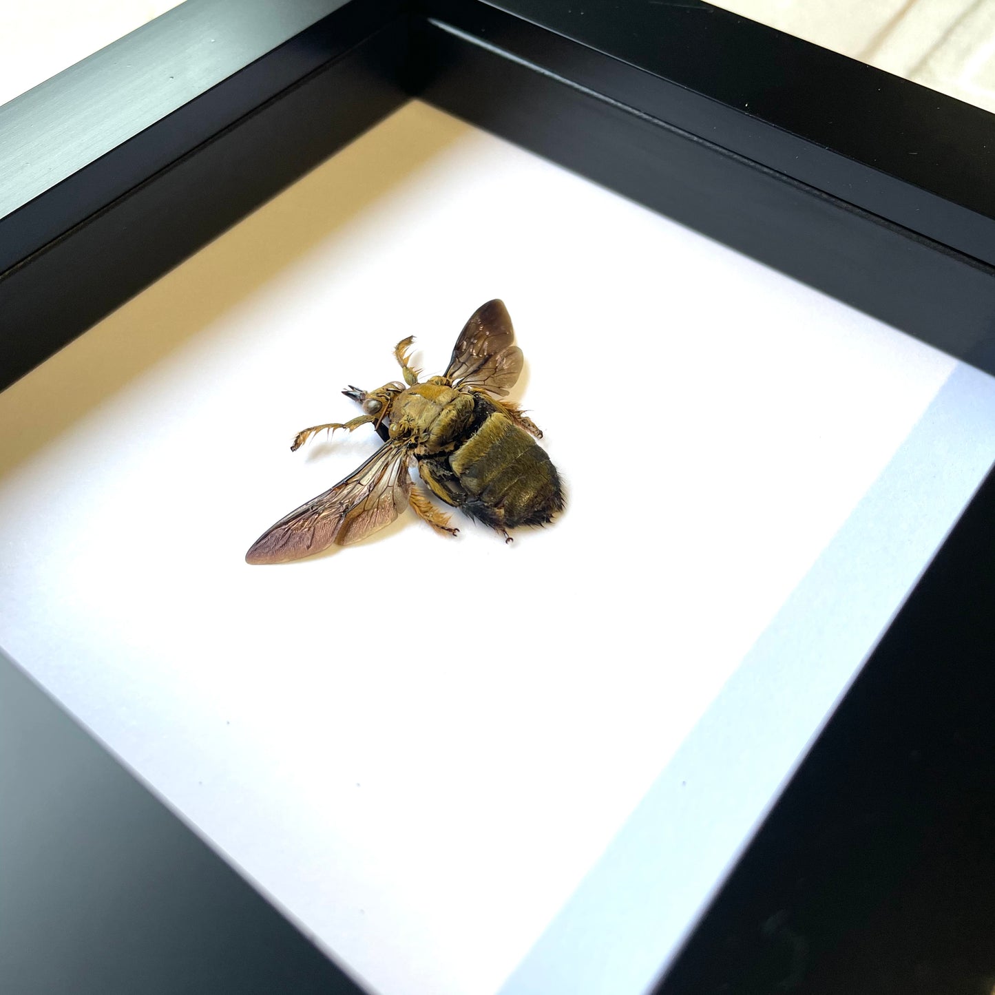 Golden Carpenter Bee (Xylocopa confusa) Deep Shadow Box Frame Display Insect Bug