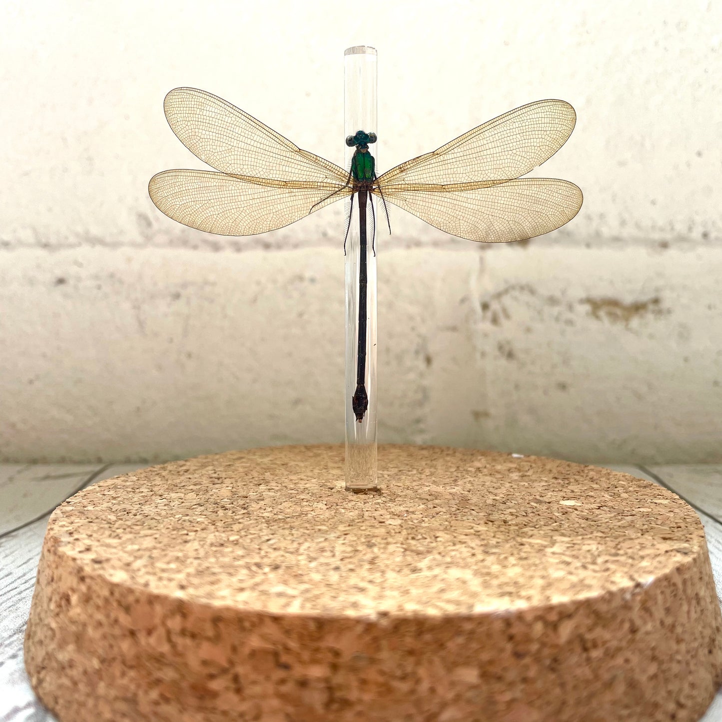 Broad Winged Damselfly (Vestalis luctuosa) Dragonfly Insect Glass Bell Cloche Dome Display Jar