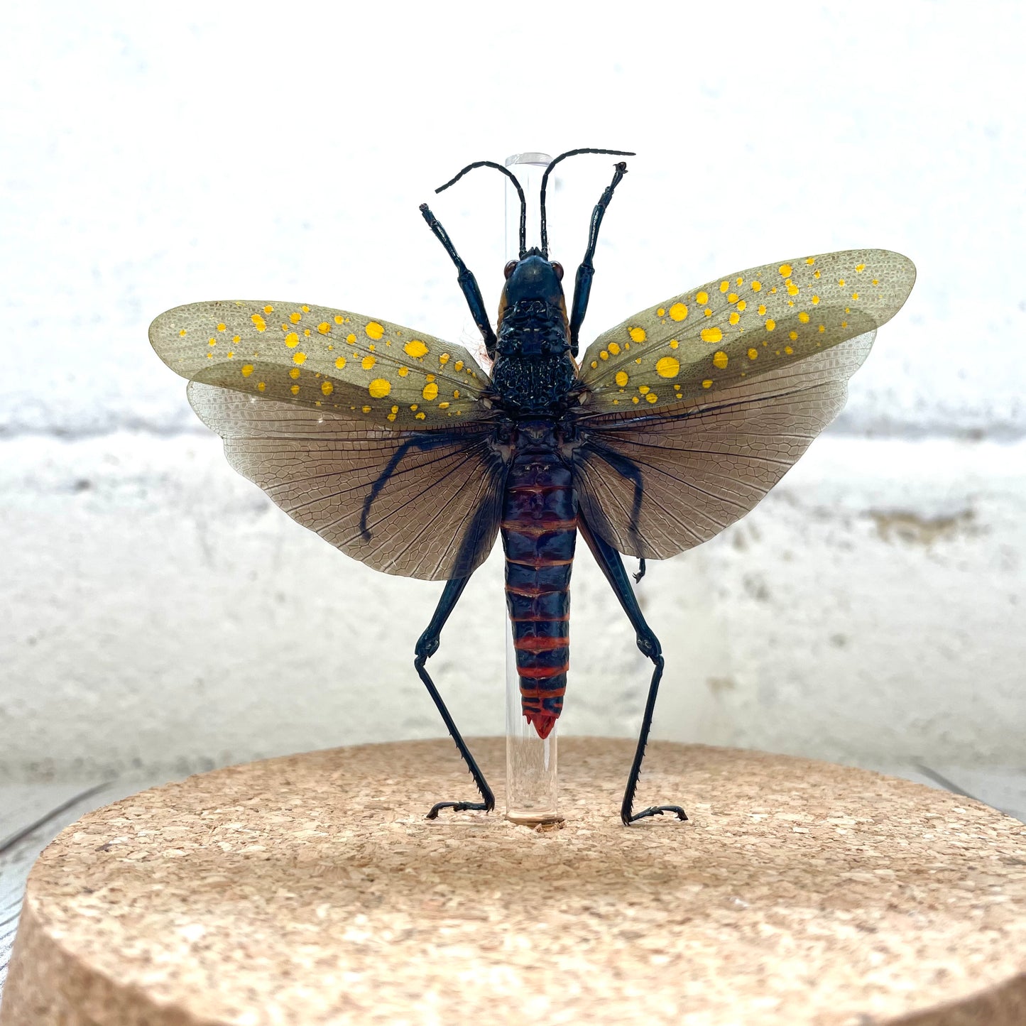 Spotted Grasshopper (Aularches punctatus) Insect Glass Bell Cloche Dome Display Jar