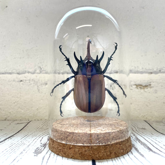 Five Horned Rhino Beetle (Eupatorus gracilicornis) Glass Bell Cloche Dome Display Jar Insect