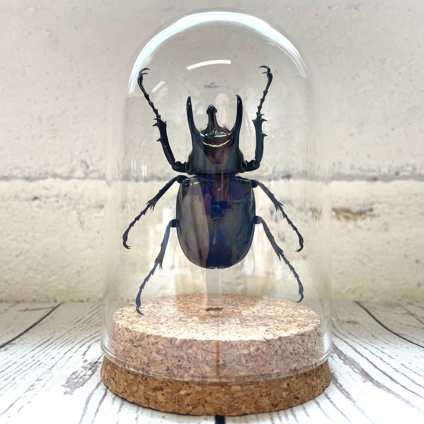 Atlas Beetle (Chalcosoma atlas) Glass Bell Cloche Dome Display Jar Insect