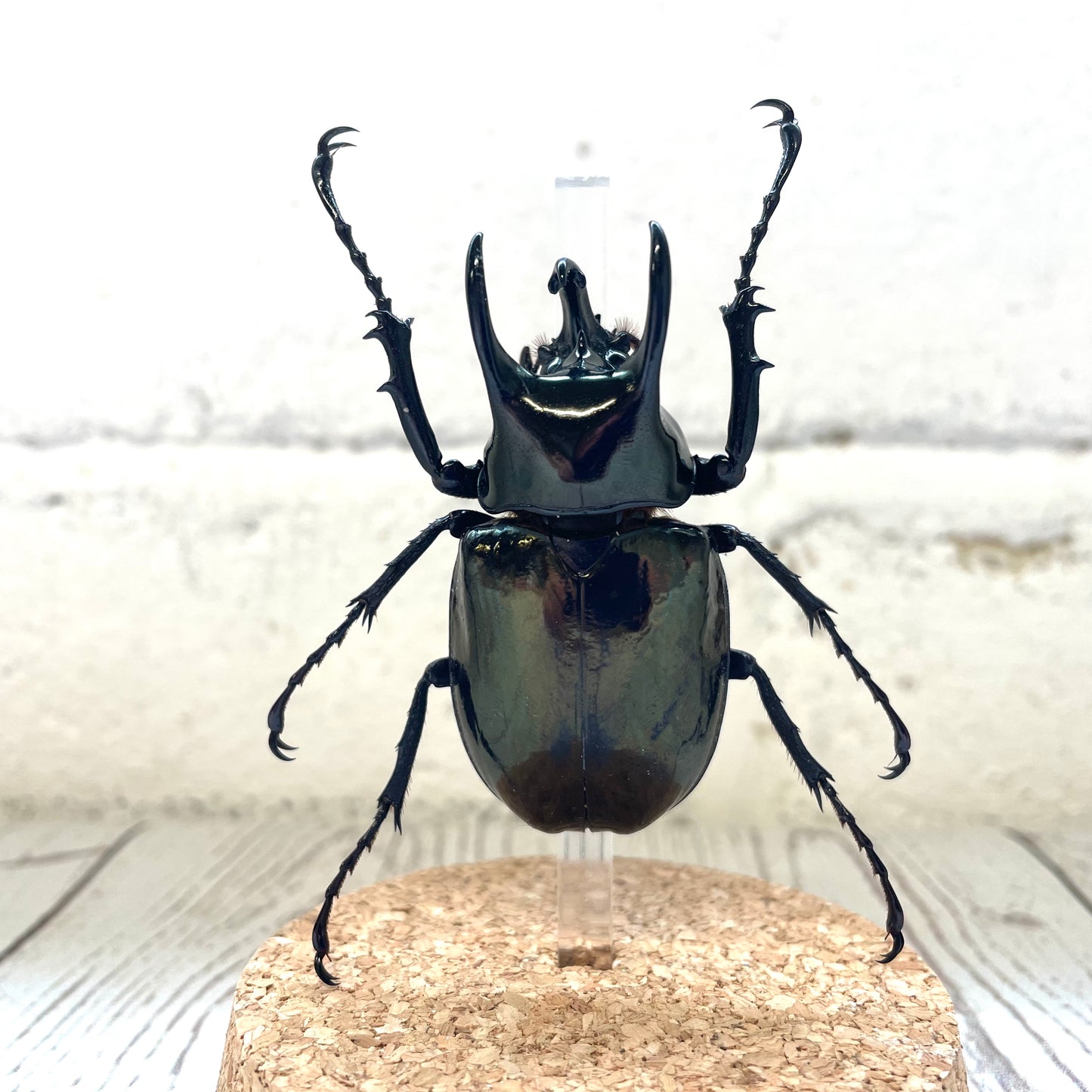 Atlas Beetle (Chalcosoma atlas) Glass Bell Cloche Dome Display Jar Insect