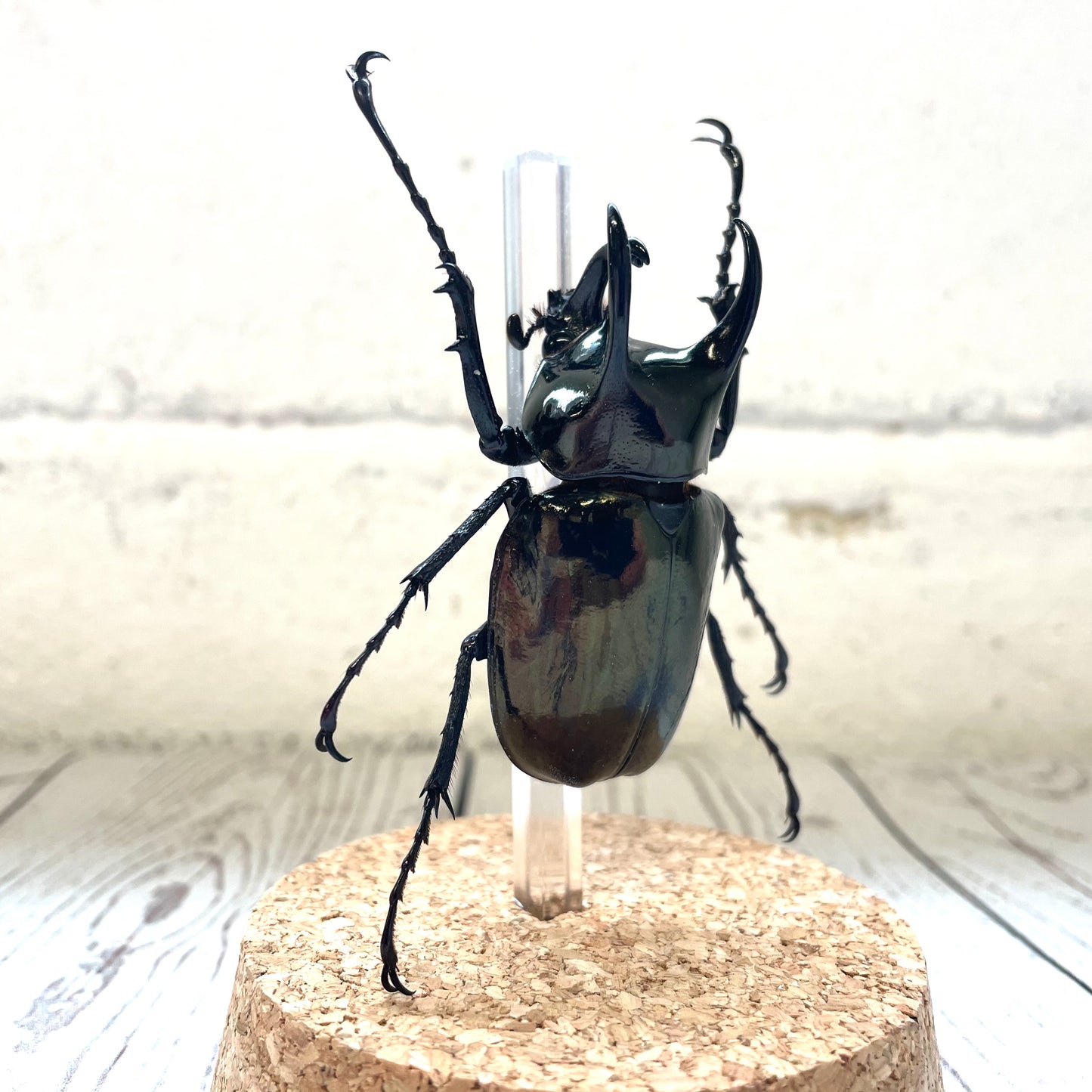 Atlas Beetle (Chalcosoma atlas) Glass Bell Cloche Dome Display Jar Insect