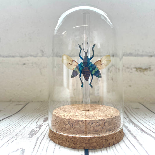 Banded Weevil Beetle (Eupholus magnificus) in Glass Bell Cloche Dome Display Jar Insect