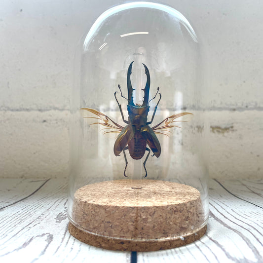 Golden Metallic Stag Beetle (Cyclommatus metallifer) Glass Bell Cloche Dome Display Jar Beetle Insect