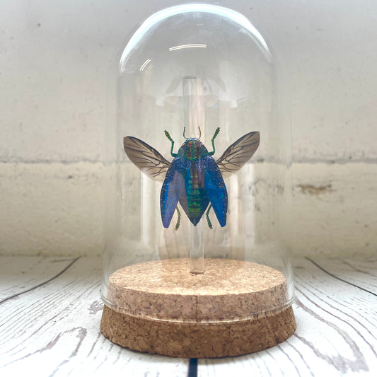 Blue Jewel Beetle (Polybothris sumptuosa) in Glass Bell Cloche Dome Display Jar Beetle Insect