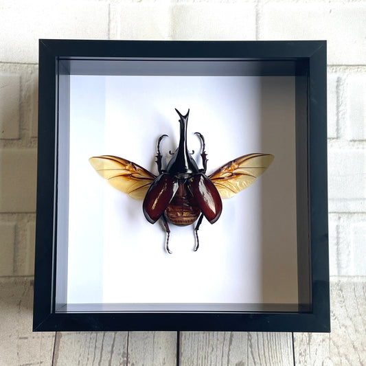 Brown Rhinoceros Beetle (Xylotrupes gideon) Deep Shadow Box Frame Display Insect Bug Active