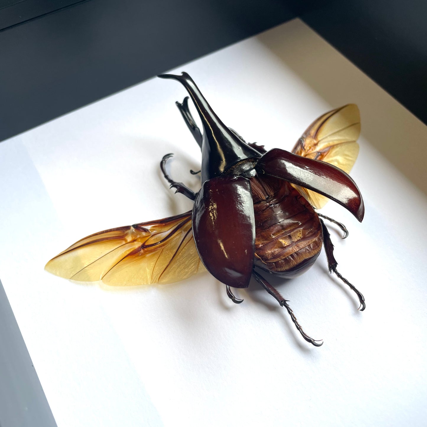 Brown Rhinoceros Beetle (Xylotrupes gideon) Deep Shadow Box Frame Display Insect Bug Active