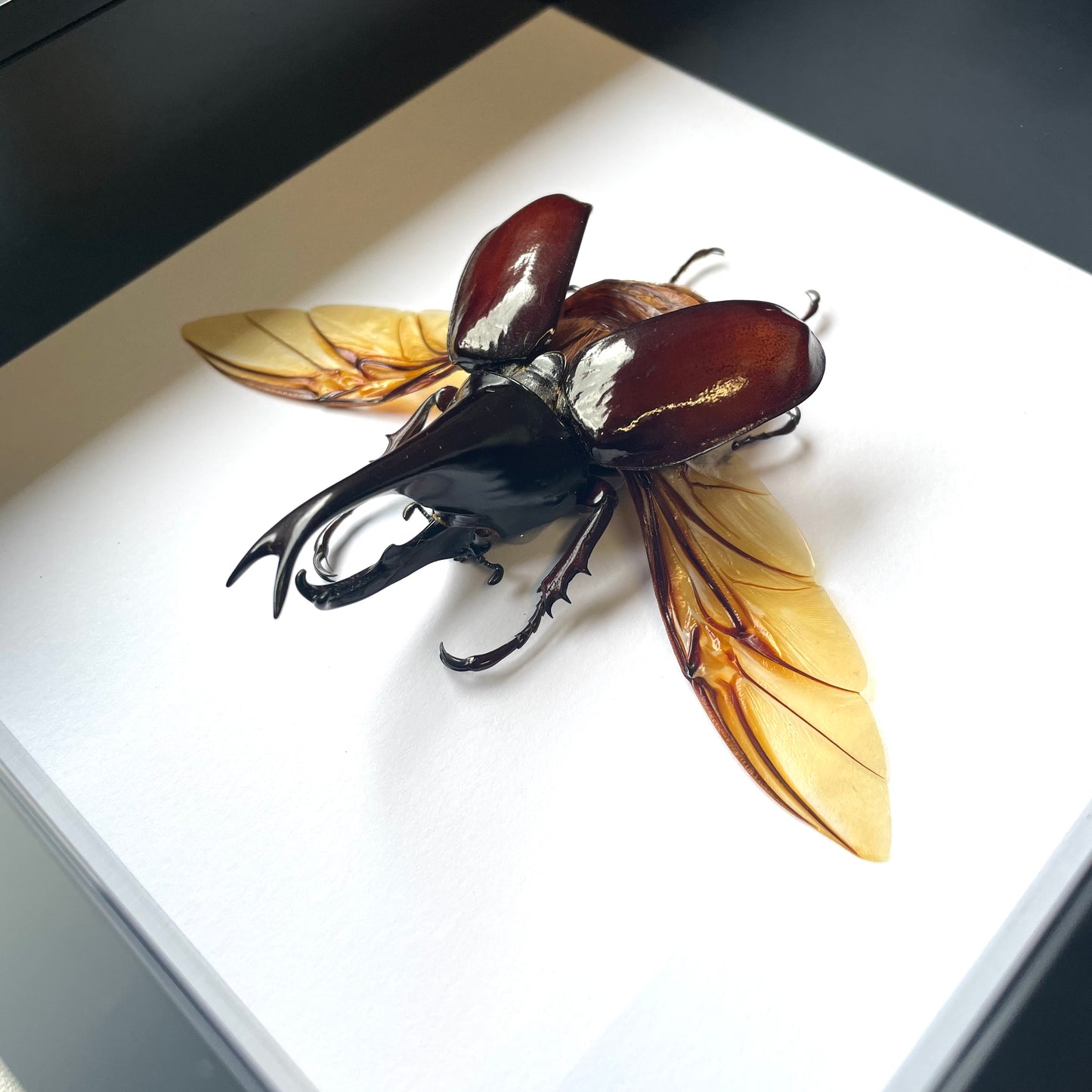 Brown Rhinoceros Beetle (Xylotrupes gideon) Deep Shadow Box Frame Display Insect Bug Active