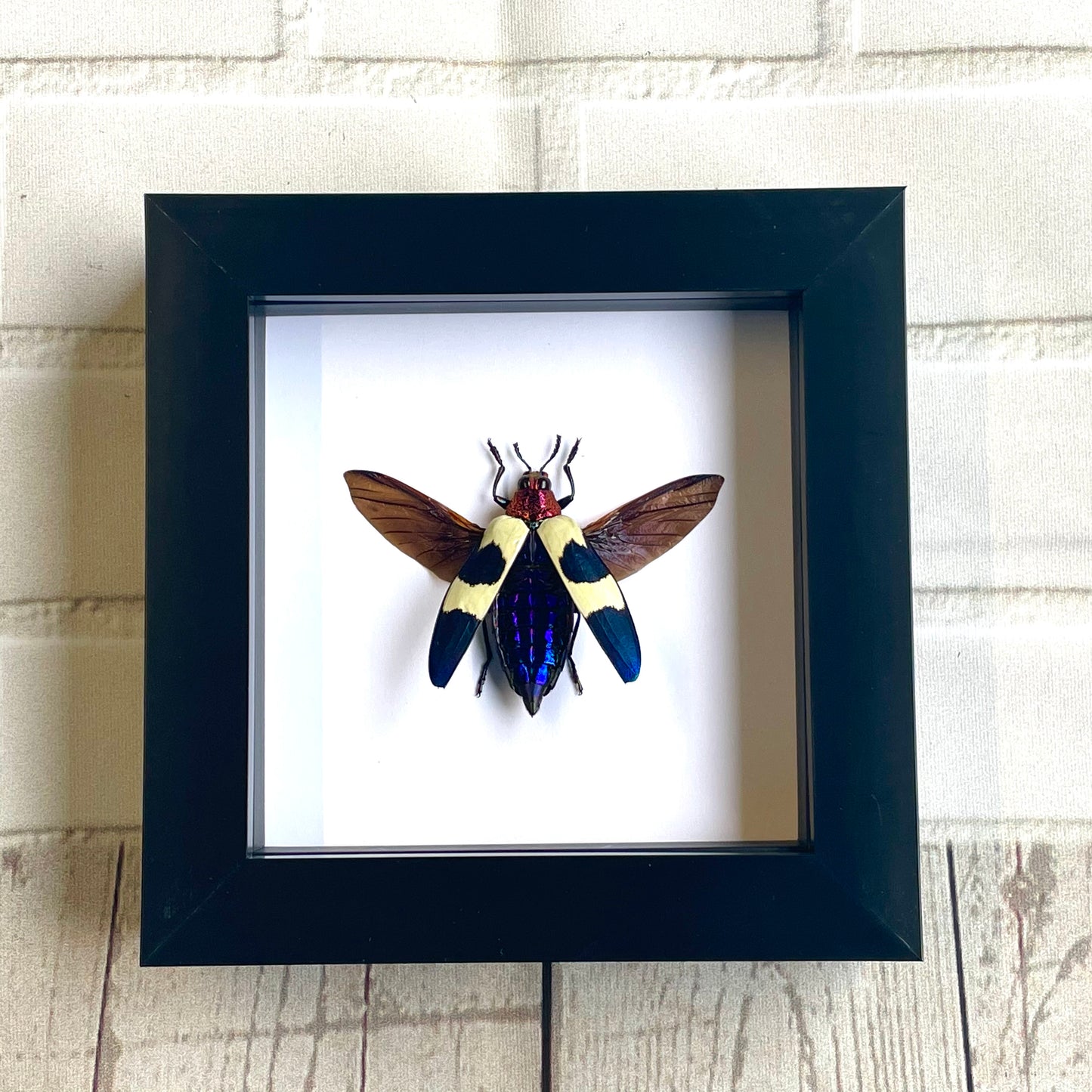 Red Speckled Jewel Beetle (Chrysochroa buquet) Deep Shadow Box Frame Display Insect Bug