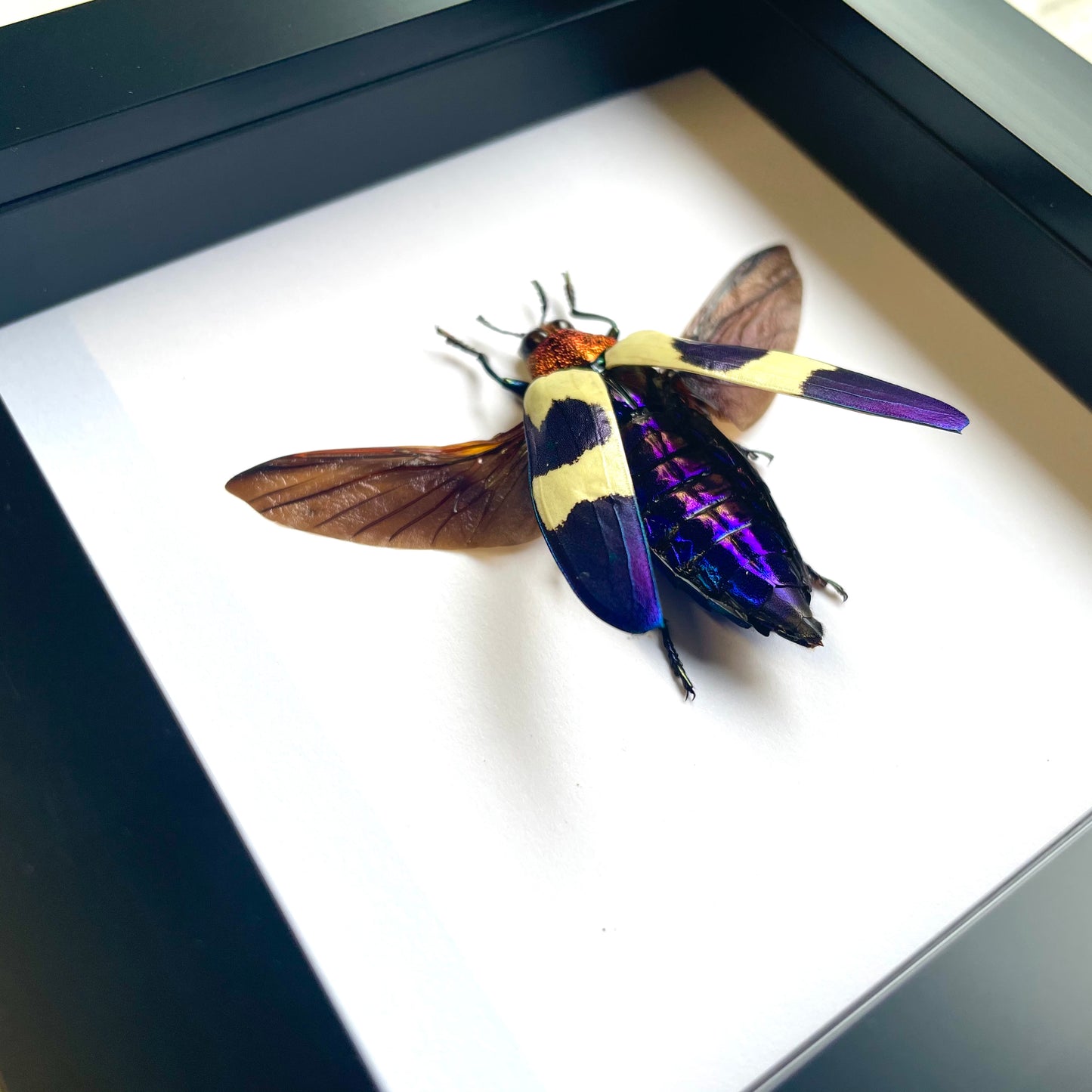 Red Speckled Jewel Beetle (Chrysochroa buquet) Deep Shadow Box Frame Display Insect Bug