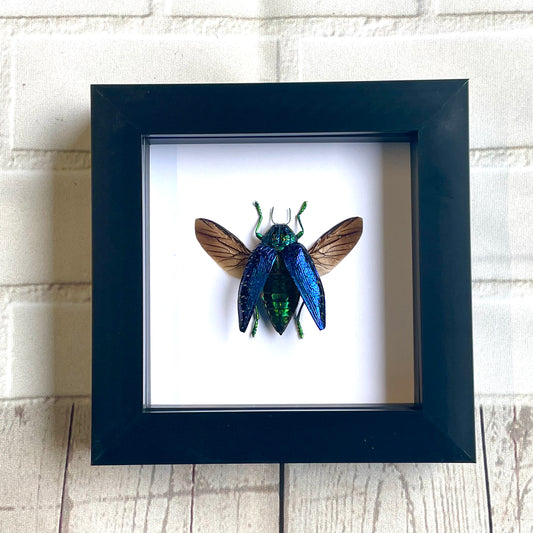 Blue Jewel Beetle (Polybothris sumptuosa) Deep Shadow Box Frame Display Insect Bug