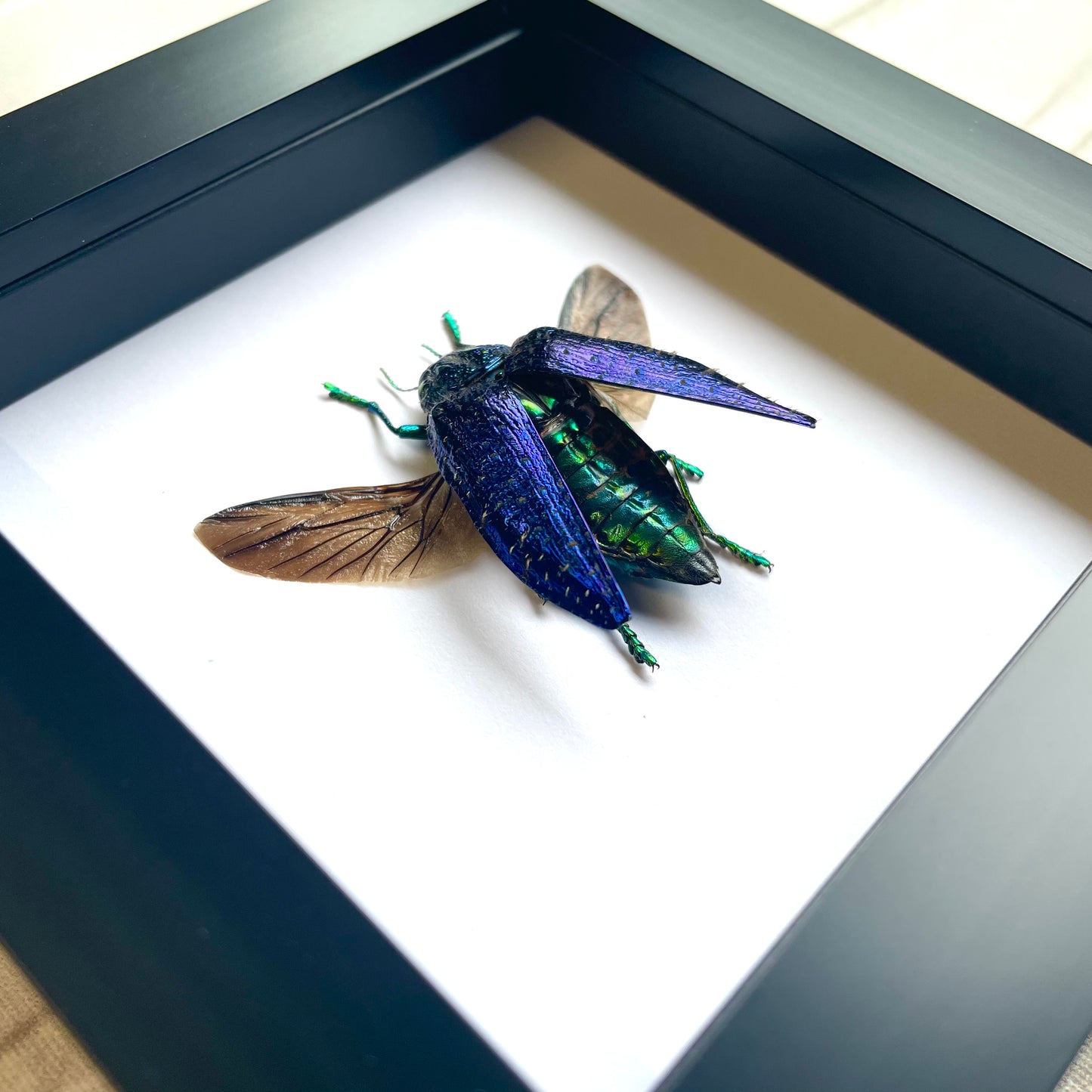 Blue Jewel Beetle (Polybothris sumptuosa) Deep Shadow Box Frame Display Insect Bug