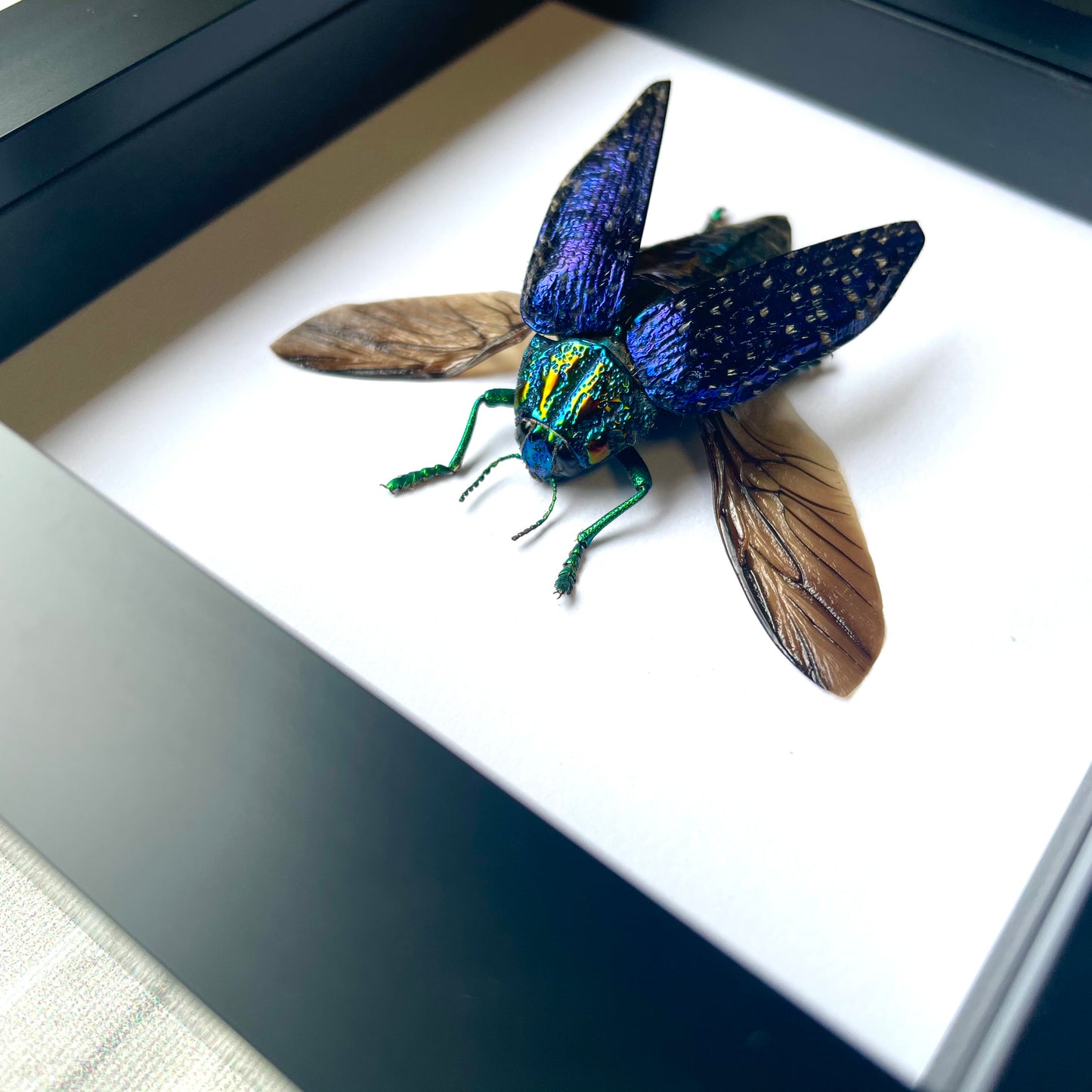 Blue Jewel Beetle (Polybothris sumptuosa) Deep Shadow Box Frame Display Insect Bug