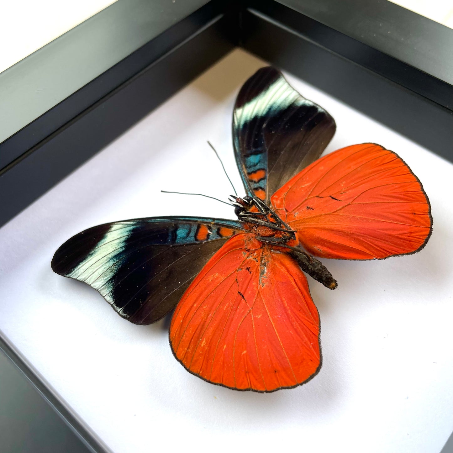 Red Flasher Butterfly (Panacea prola) Deep Shadow Box Frame Display Insect Bug