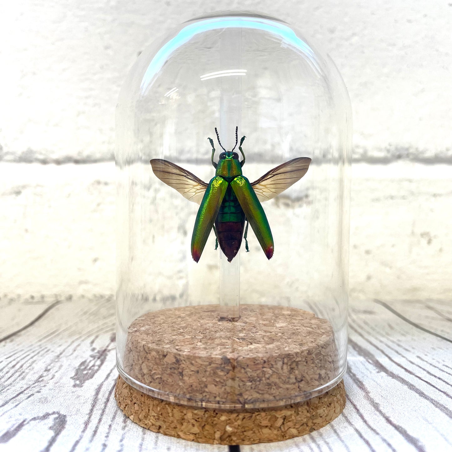 Fulminan's Jewel Beetle (Chrysochroa fulminans) in Glass Bell Cloche Dome Display Jar Insect