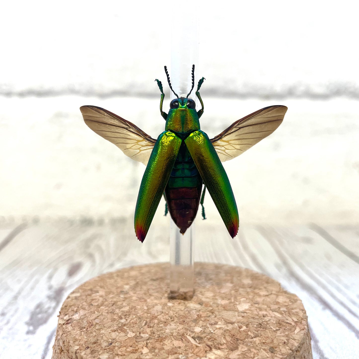 Fulminan's Jewel Beetle (Chrysochroa fulminans) in Glass Bell Cloche Dome Display Jar Insect