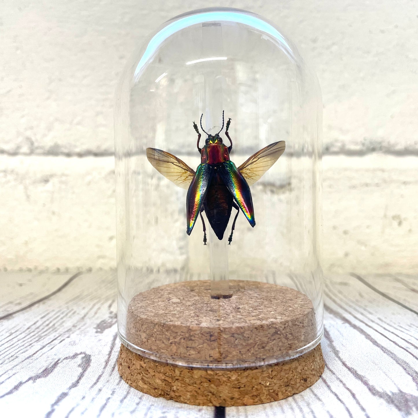 Rainbow Jewel Beetle (Cyphogastra javanica) in Glass Bell Cloche Dome Display Jar Insect