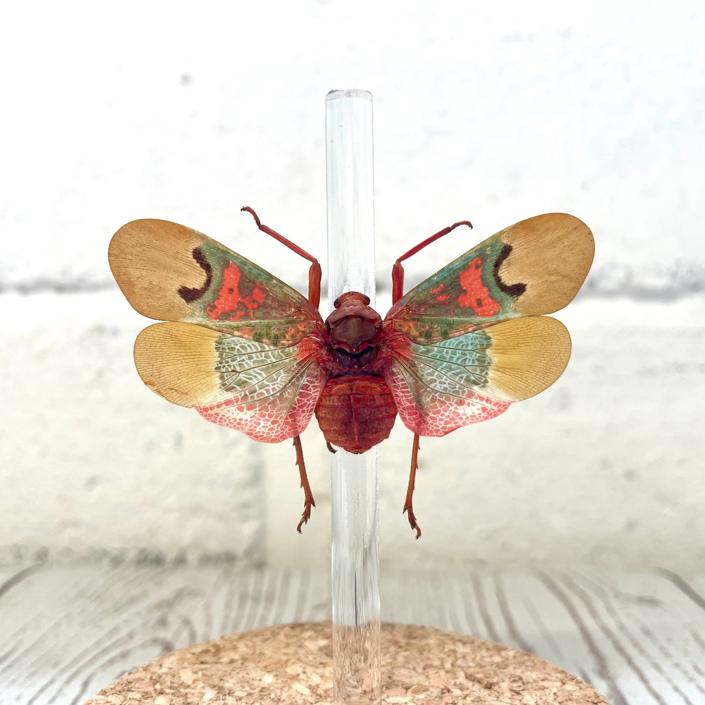 Lanternfly (Scamandra thetis) Cicada Glass Bell Cloche Dome Display Jar Insect