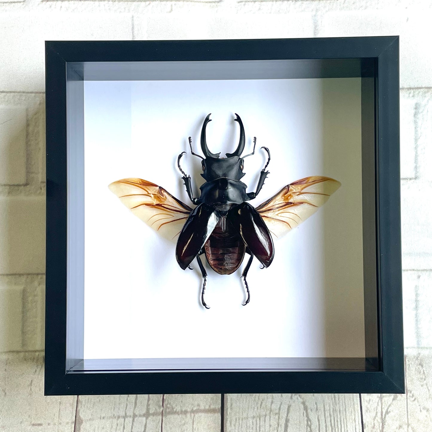 Brown Stag Beetle (Odontolabis dalmanni) Insect Deep Shadow Box Frame Display Insect Bug