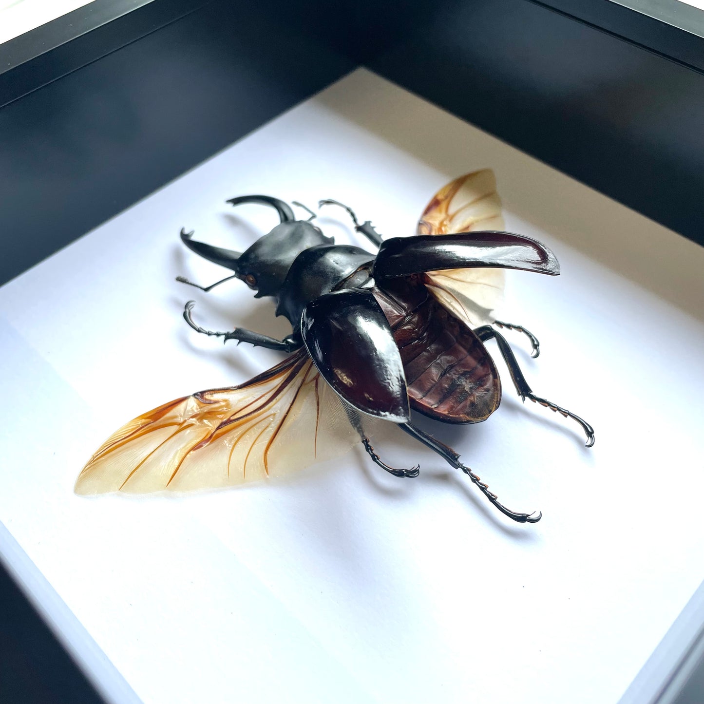 Brown Stag Beetle (Odontolabis dalmanni) Insect Deep Shadow Box Frame Display Insect Bug