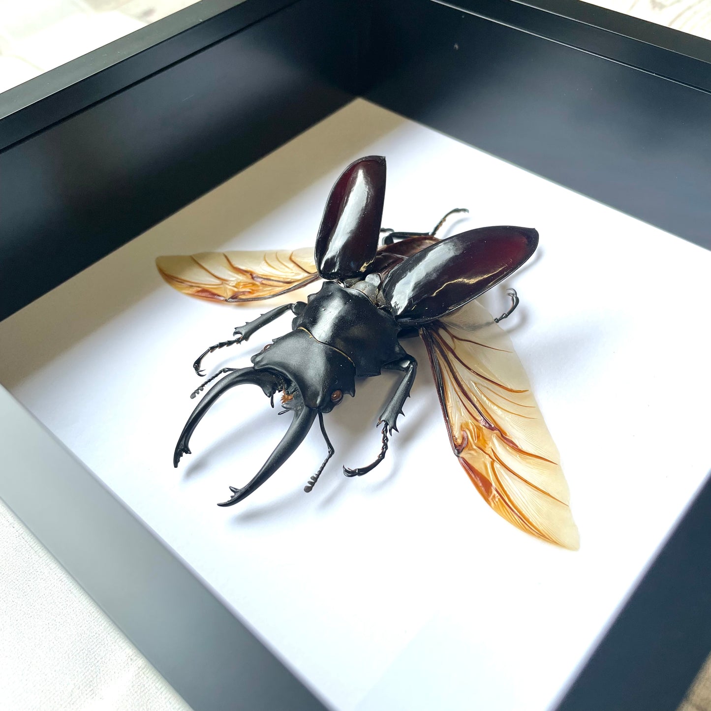 Brown Stag Beetle (Odontolabis dalmanni) Insect Deep Shadow Box Frame Display Insect Bug