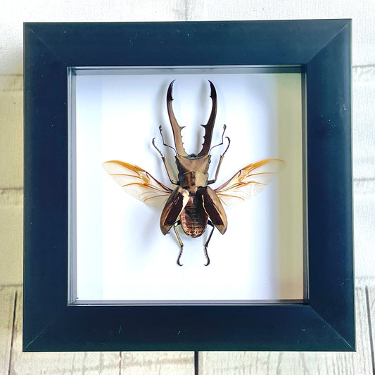 Golden Metallic Stag Beetle (Cyclommatus metallifer) Deep Shadow Box Frame Display Insect Bug