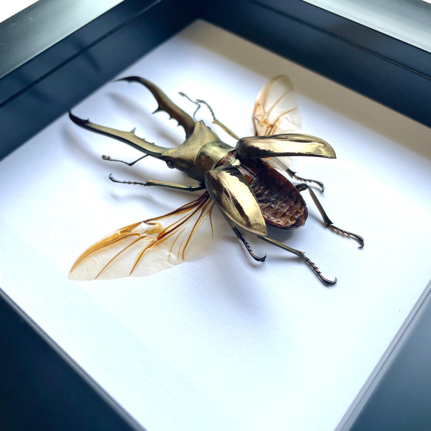 Golden Metallic Stag Beetle (Cyclommatus metallifer) Deep Shadow Box Frame Display Insect Bug