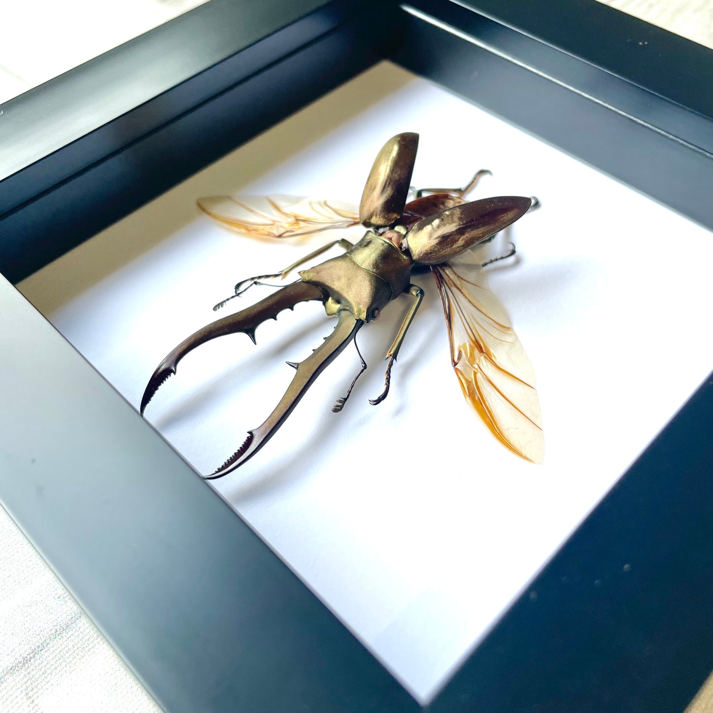 Golden Metallic Stag Beetle (Cyclommatus metallifer) Deep Shadow Box Frame Display Insect Bug