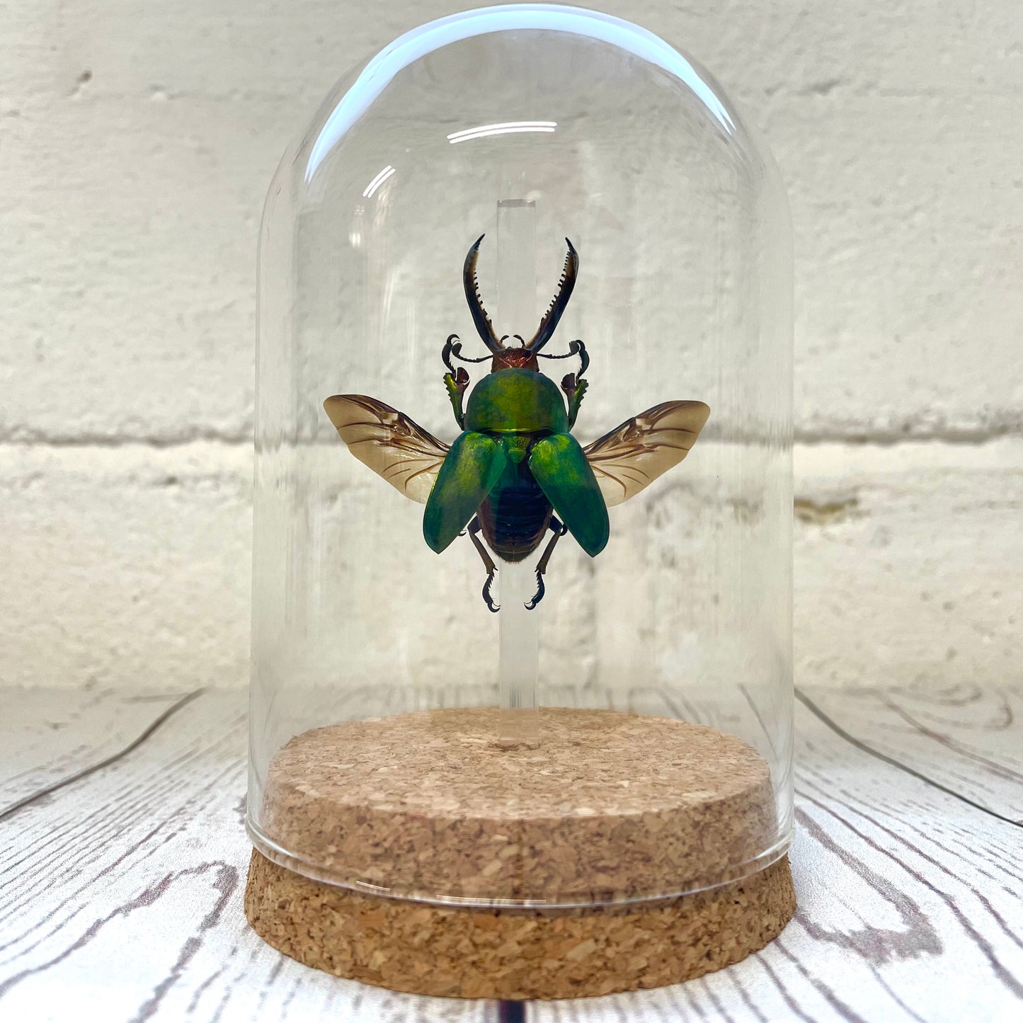 Saw Tooth Stag Beetle (Lamprima adolphinae) in Glass Bell Cloche Dome Display Jar Insect