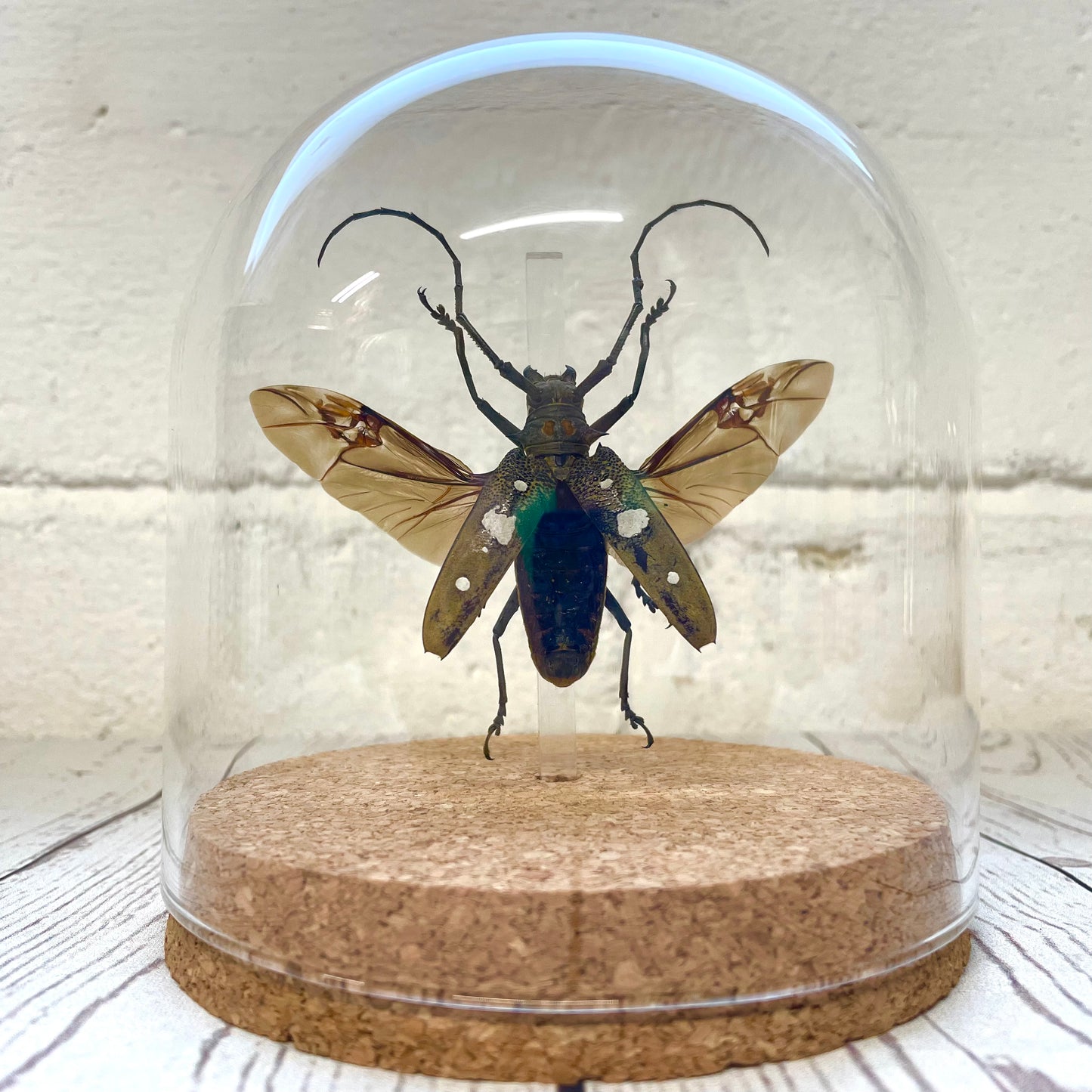 Longhorn Beetle (Batocera celebiana) Insect Glass Bell Cloche Dome Display Jar