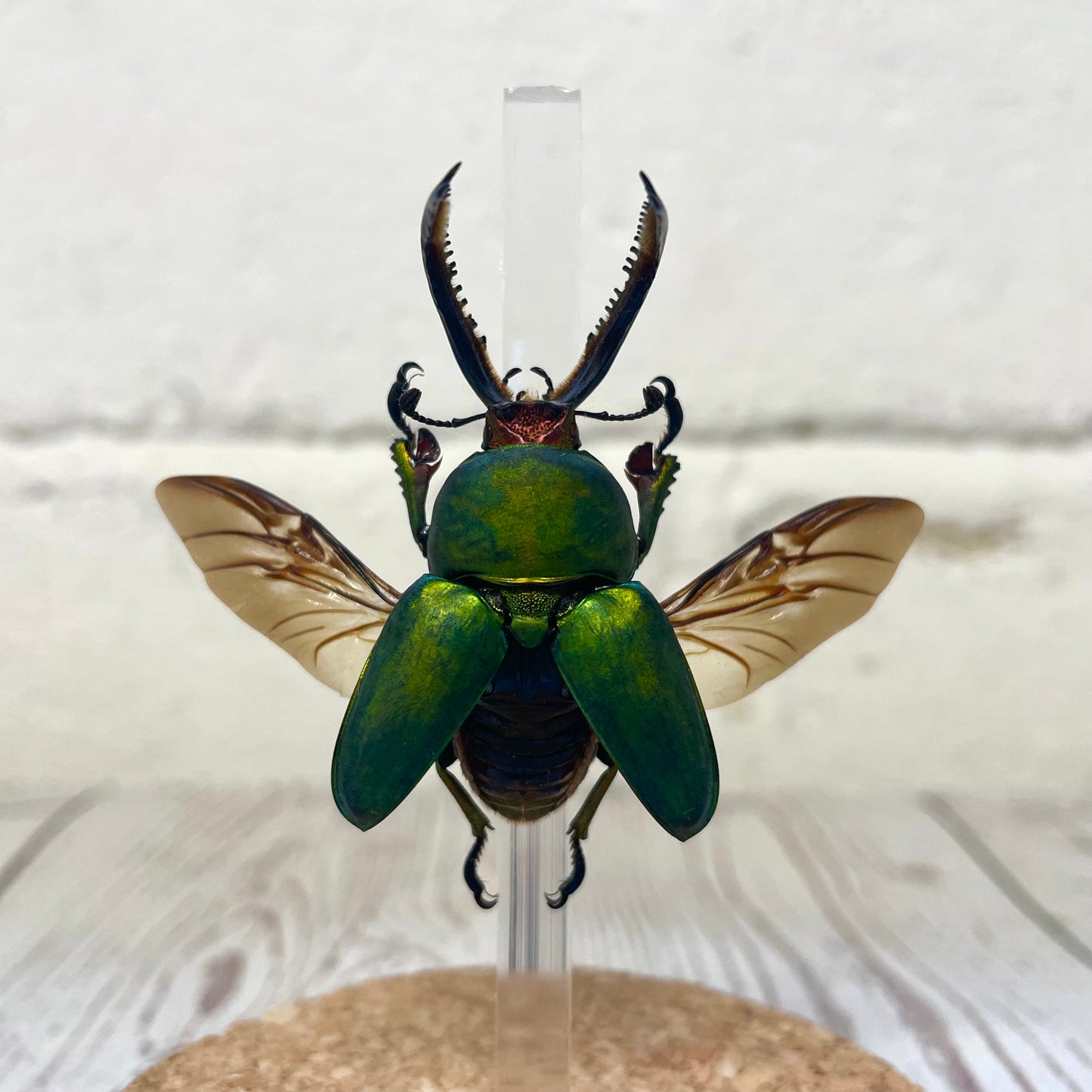 Saw Tooth Stag Beetle (Lamprima adolphinae) in Glass Bell Cloche Dome Display Jar Insect