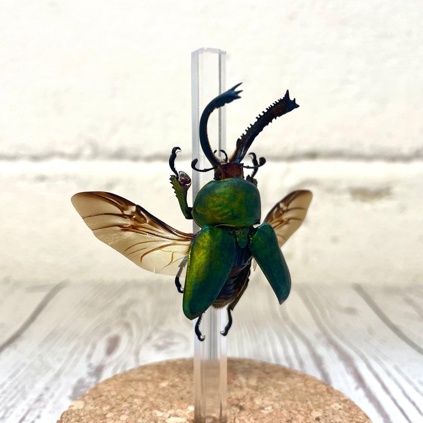 Saw Tooth Stag Beetle (Lamprima adolphinae) in Glass Bell Cloche Dome Display Jar Insect