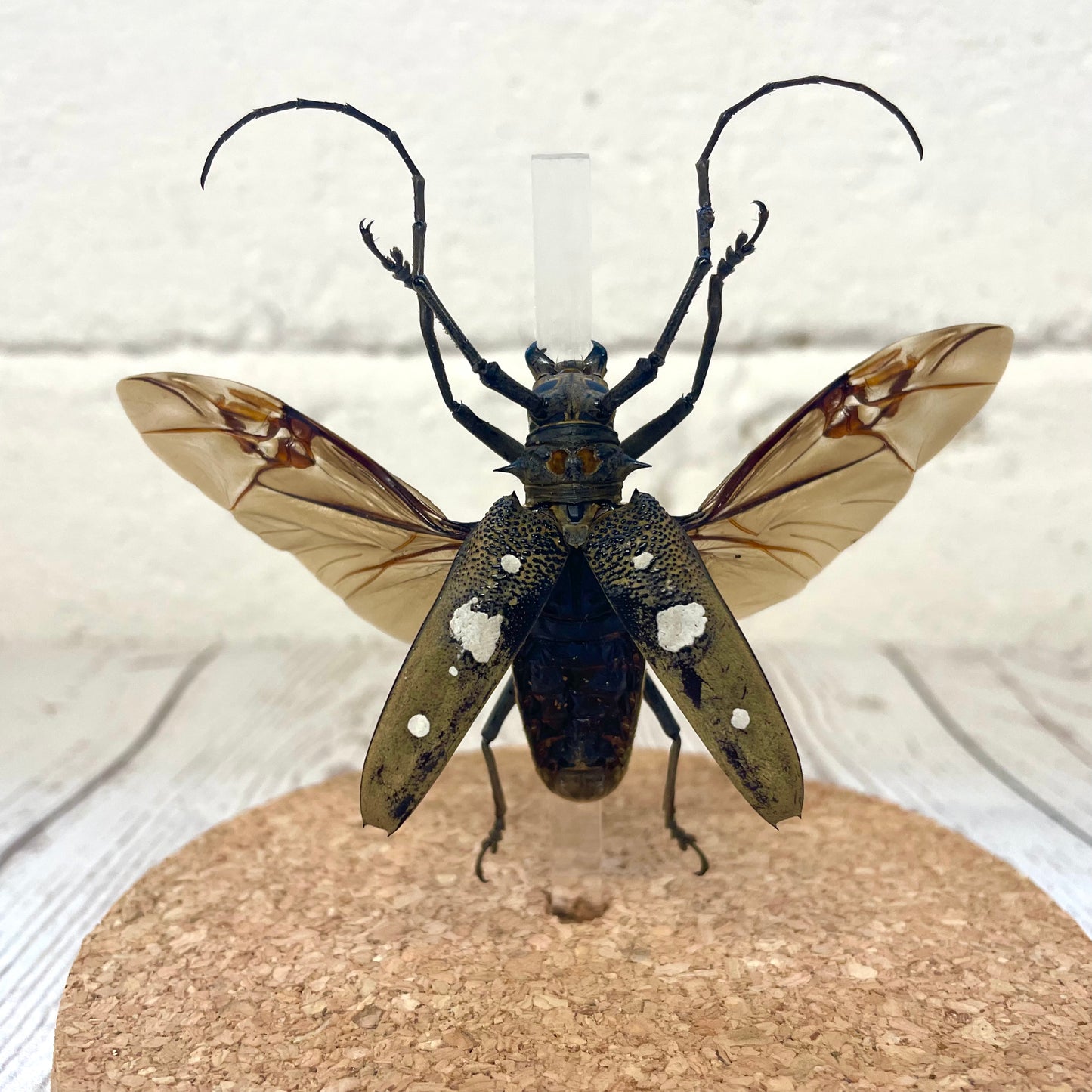 Longhorn Beetle (Batocera celebiana) Insect Glass Bell Cloche Dome Display Jar