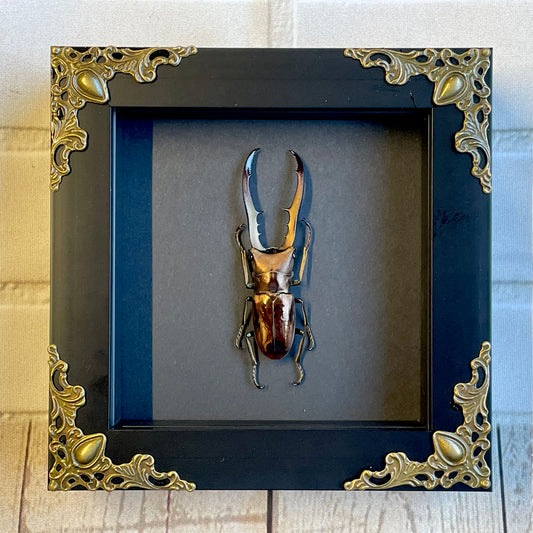 Golden Stag Beetle (Cyclommatus metallifer) Baroque Style Deep Shadow Box Frame Display Insect Bug Black